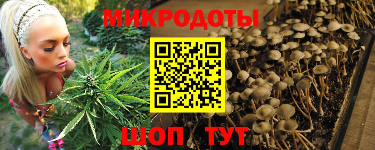Ртищево  Псилоцибиновые грибы Psilocybine cubensis  Вход с VPN 